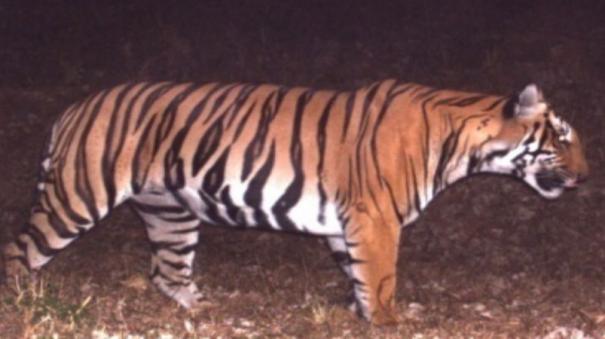 how-t-23-tiger-caught-by-masinagudi