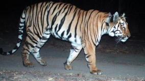 t-23-tiger-caught-by-forest-department