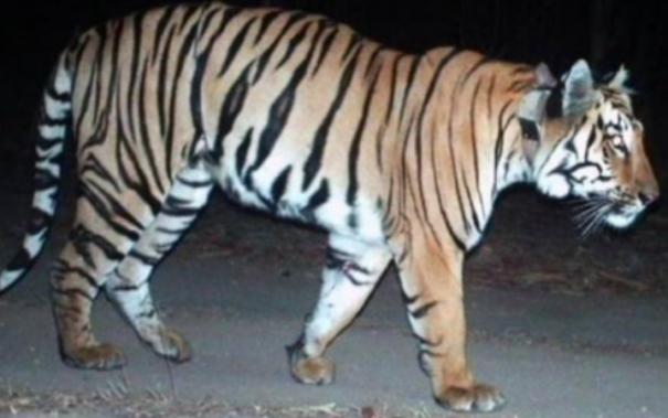 T 23 tiger treated in Mysuru