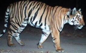 t-23-tiger-treated-in-mysuru