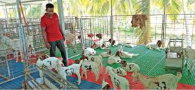 b-tech-graduate-in-goat-farming