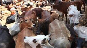 komari-disease-vaccine-for-cattles