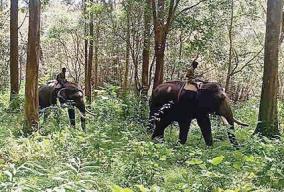 kumki-elephants-to-repel-vinayagan-elephant