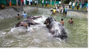 thiruvanaikaval-battle-tub-for-srirangam-ranganathar-temple-elephants-following-the-hill-elephants