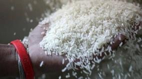 genetically-modified-rice