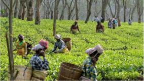 assam-approves-medical-seat-quota-for-tea-tribes