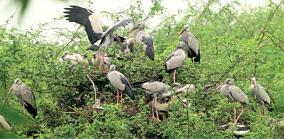 village-people-who-didnt-blast-crackers-for-birds