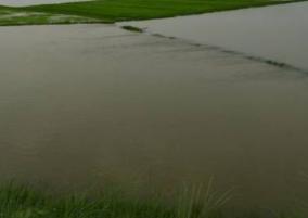 heavy-rains-continue-in-tamil-nadu-90-000-acres-of-paddy-fields-submerged-in-rainwater-delta-farmers-in-agony