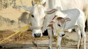 ambulance-helpline-for-cows-in-up