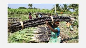 include-sugarcane-in-pongal-gift-package-sugarcane-growers-request-to-cm