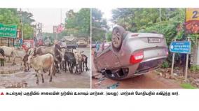 cows-accidents-in-madurai-roads