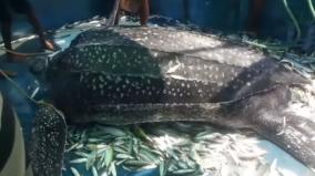 rare-boat-turtle-found-in-the-gulf-of-mannar-after-4-1-2-years