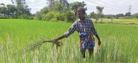 traditional-paddy-crops