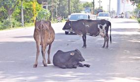 accident-by-cows-in-road