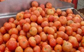 tomatoes-price
