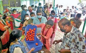 tomato-prices-began-to-fall