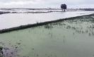 1-62-lakh-acres-of-submerged-paddy-fields