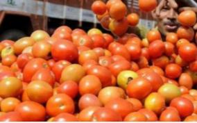 tomato-prices