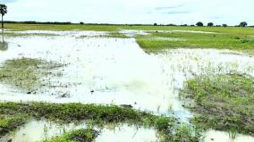 continuous-rain-maize-and-chilli-crops-rotted-due-to-stagnant-water-in-1000-hectares-vilathikulam-farmers-worried