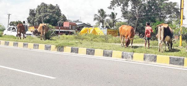 cows accidents in 4 way road