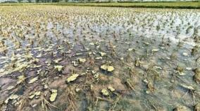 crops-destroyed-due-to-rain