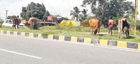 cows-accidents-in-4-way-road