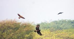 greater-spotted-eagle