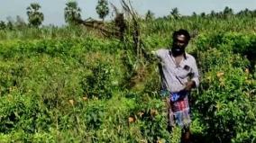 rotten-flowers-and-bananas-on-hundreds-of-acres