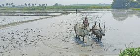 theni-agriculture