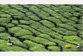 tea-cultivation-license