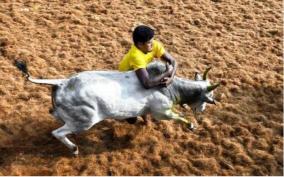 only-zebus-will-allowed-for-jallikkattu