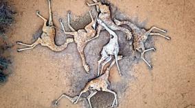 giraffe-starved-to-death
