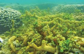 gulf-of-mannar-reefs