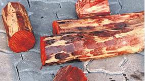 seizure-of-red-sandalwood