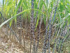 sugarcane-farmers