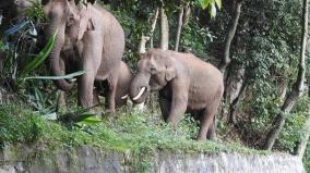 elephants-out-from-forest