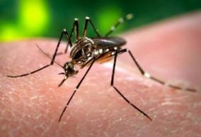 dengue-precautions
