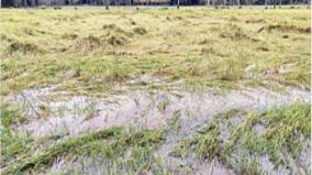thousands-of-acres-of-paddy-fields-in-delta-pudukkottai-destroyed-by-unseasonal-rains