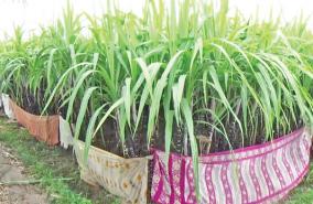 panneer-sugarcane