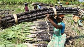 sugarcane-in-pongal-parisu