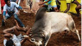 will-the-alankanallur-jallikattu-competitions-be-held-on-sunday-the-16th-due-to-the-curfew-announcement