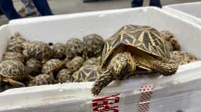 1364-olive-ridley-turtles-recovered-from-chennai-airport