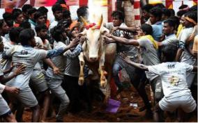 palamedu-jallikkattu
