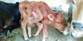 calf-born-with-six-legs