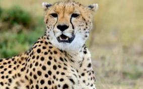 action-plan-launched-as-cheetah-by-central-government-says-minister