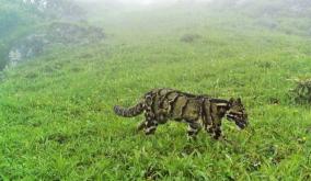 clouded-leopard-spotted-for-the-first-time-at-nagaland-mountains