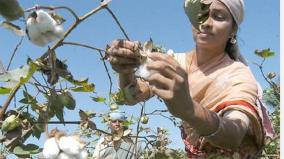 new-scheme-for-cotton-farmers-sustainable-cotton-movement-stalins-launch-of-rs-11-crore