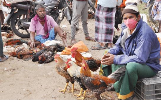 krishnagiri fighting roosters