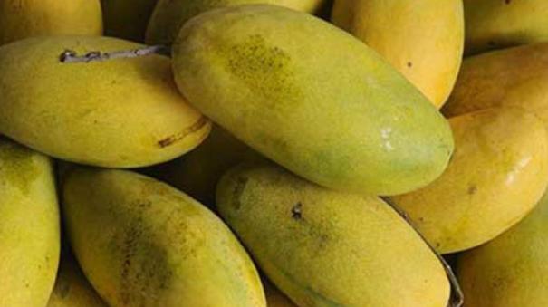 export-of-mangoes