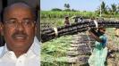 sugarcane-costs-rs-33-available-at-rs-13-will-the-government-wipe-away-the-tears-of-the-revenge-farmers-ramadas